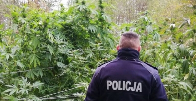 Zlikwidowali nielegalną plantację konopi