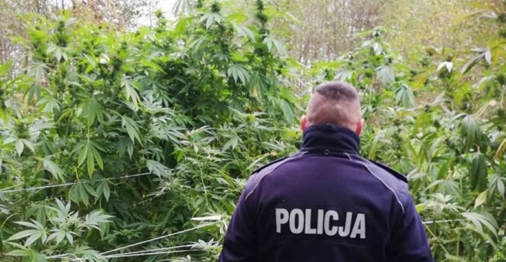 Zlikwidowali nielegalną plantację konopi