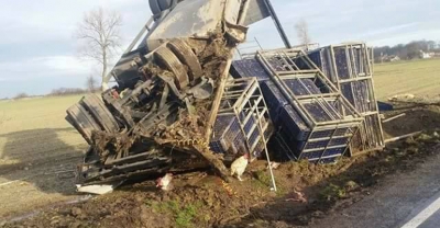 Kurczaki pouciekały z klatek