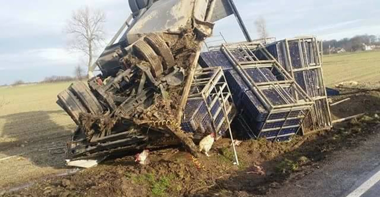 Kurczaki pouciekały z klatek