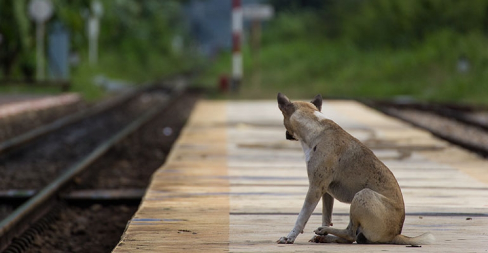 Ludzie masowo porzucają zwierzęta w wakacje