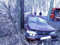 Zaparkował na drzewie [gallery]