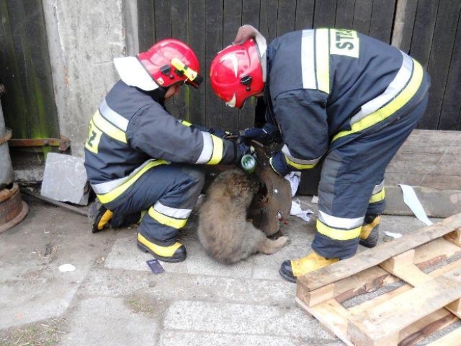 Na ratunek szczeniakowi [gallery]