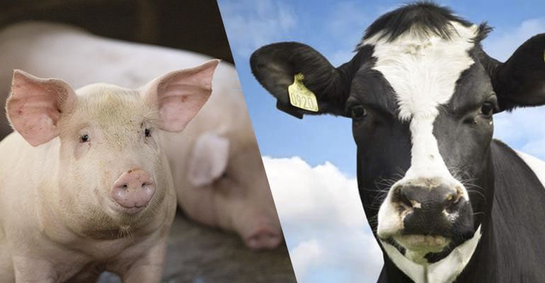 Nawet 612 zł dla lochy!