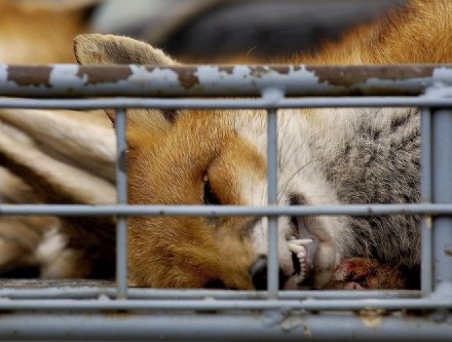 Zwalczanie wścieklizny u lisów