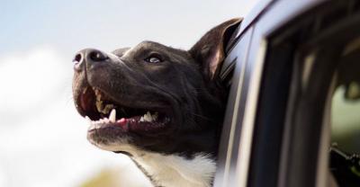 Znieśmy podatek od psa