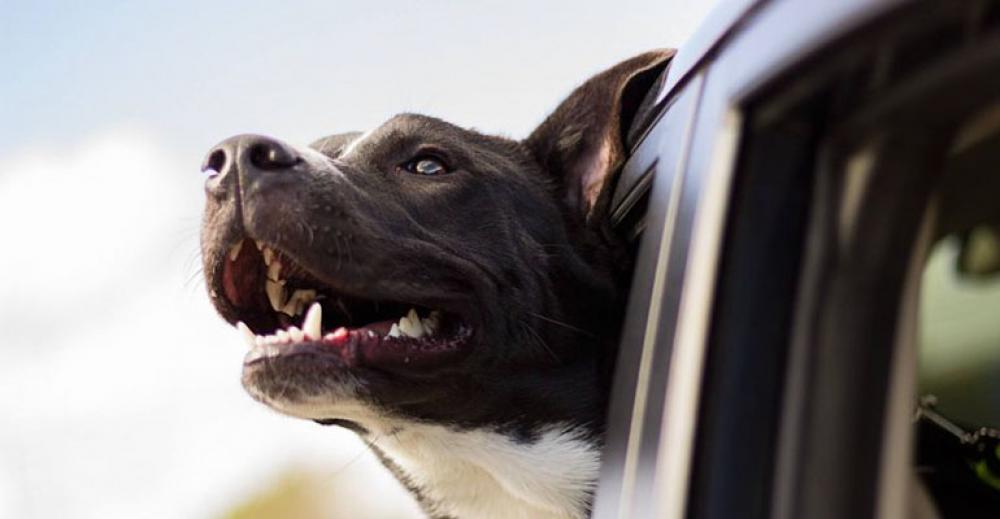 Znieśmy podatek od psa