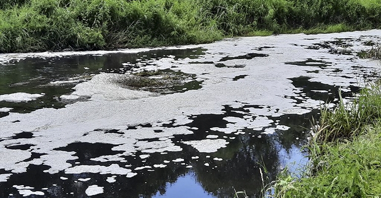 Rzeka Barycz jest zatruta