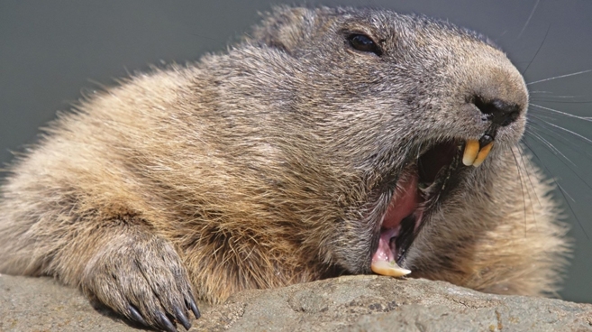Te groźne zęby służą śninaniu drzew. Bóbr jest wyłącznie roślinożerny