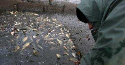 Ruszył sezon na karpia