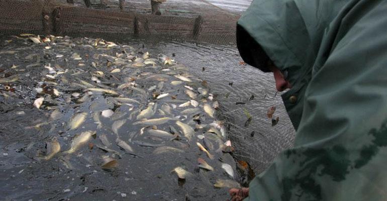 Ruszył sezon na karpia