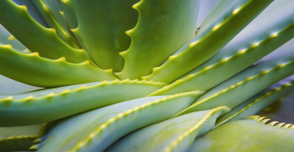 Lecznicza moc aloesu