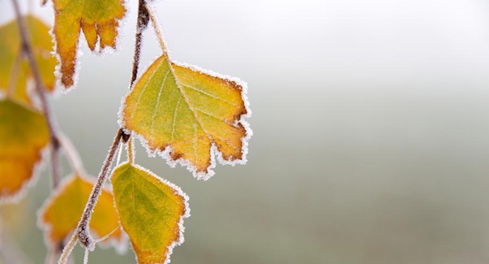 Święta bez śniegu