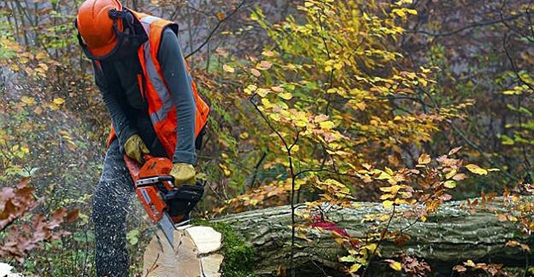 Nowe zasady wycinki drzew