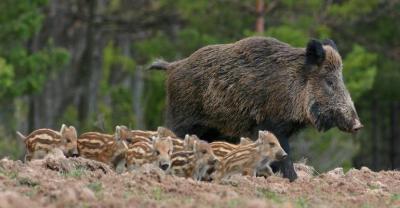 Zapłacą 100 zł za znalezienie padłego dzika