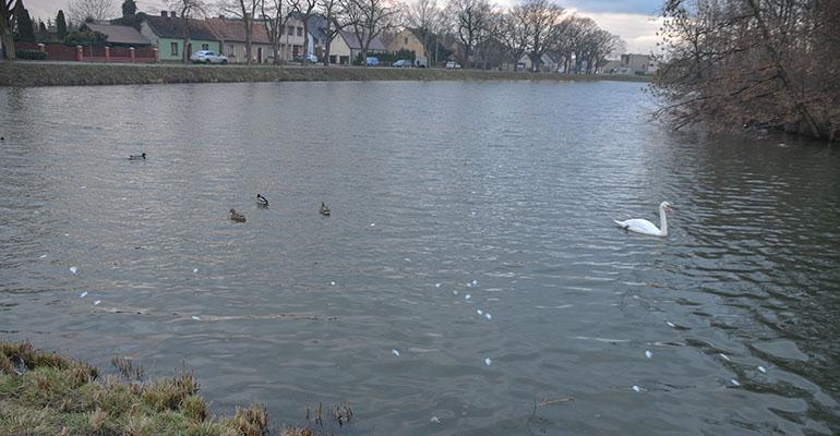 Matwe ryby są widoczne gołym okiem
