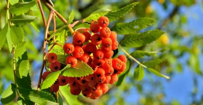 Jarzębina pełna zdrowia