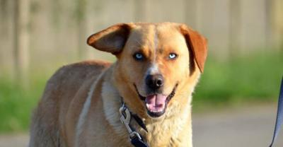 Trango w typie labradora