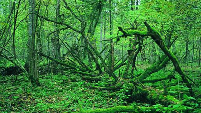 Białowieski Park Narodowy
