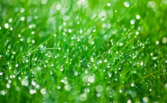 Regeneracja trawnika po zimie