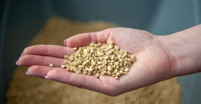 Dla kogo żwirek drewniany