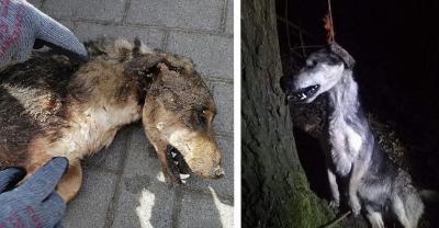 Ktoś wiesza psy w lesie! Policja go szuka