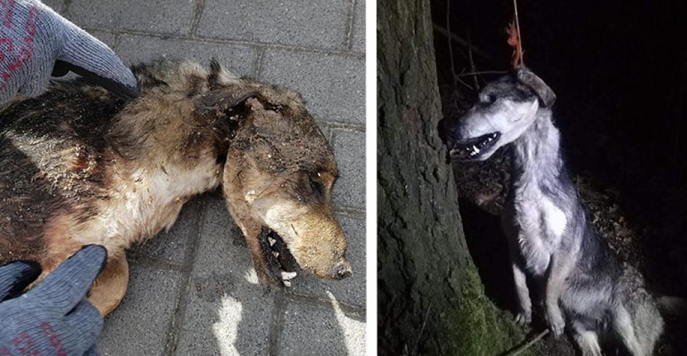 Ktoś wiesza psy w lesie! Policja go szuka