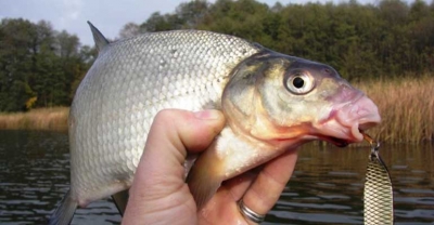 Wybierz się na rybkę