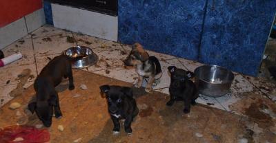 Odebrali zaniedbane zwierzęta pseudohodowcom