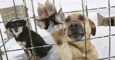 Zapobiegajmy bezdomności wśród psów