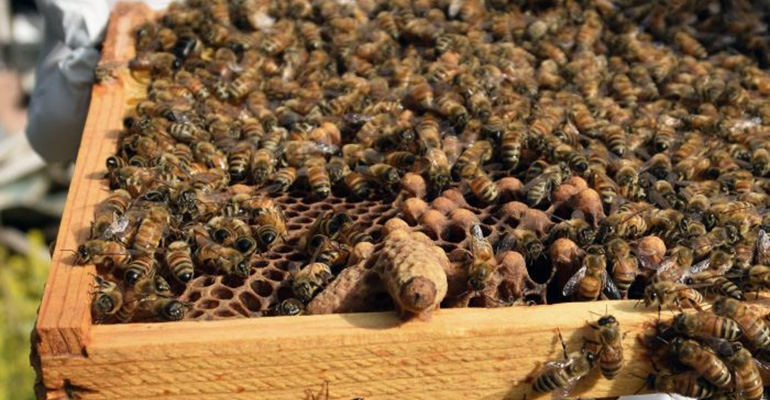 Lek wprost z pasieki