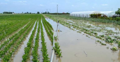 Ogromne straty upraw