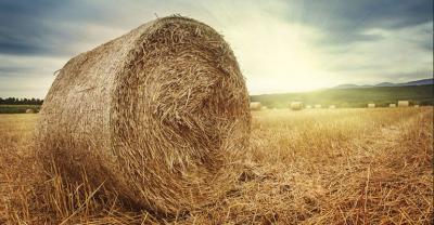 Apel o pomoc rolnikom w zaopatrywaniu w słomę