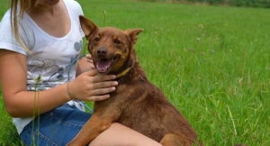 Bruno szuka domu[gallery][wideo]