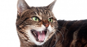 Zdrowy koci uśmiech