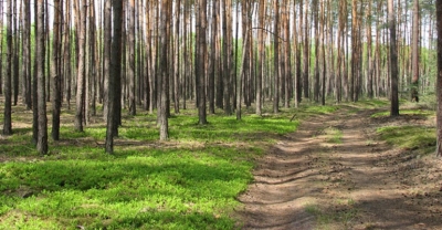 #zostańwdomu – zabierz las do domu!