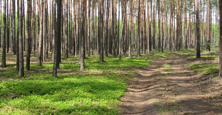 #zostańwdomu – zabierz las do domu!