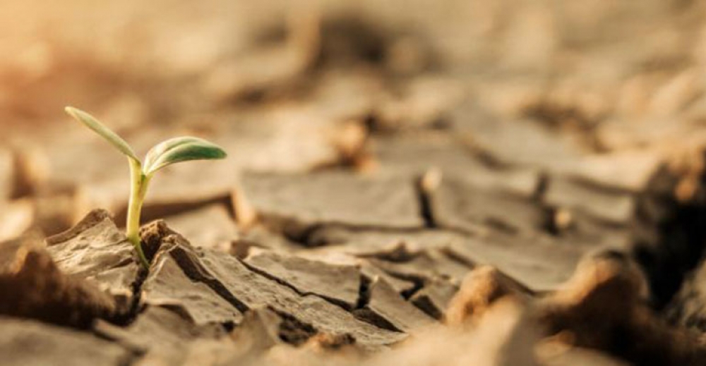 Zmiany klimatu a susza
