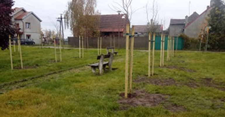 Posadzili miododajne drzewa