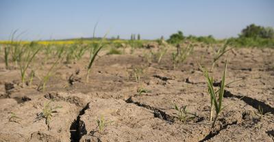 Susza wśród wszystkich upraw