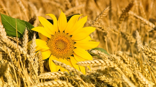 Ważne dla zdrowia ziarenka