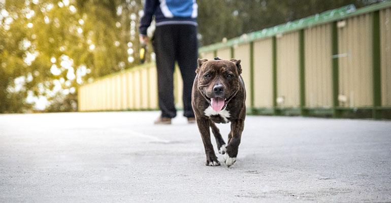 Nawet 5000 zł grzywny za psa bez smyczy