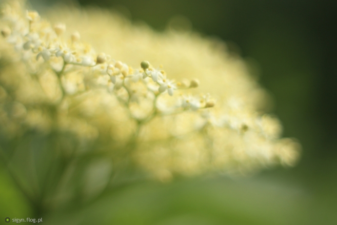 Dziki bez – wiejskie apteczki