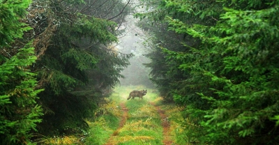 Do lasu, gdy nie ma ludzi