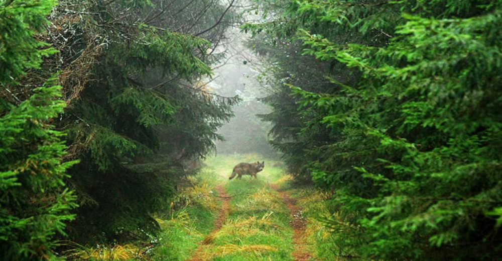 Do lasu, gdy nie ma ludzi