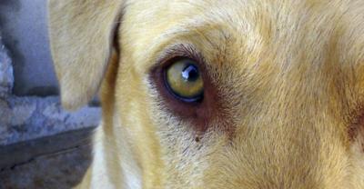 Nieodpłatna praca za znęcanie się nad psami