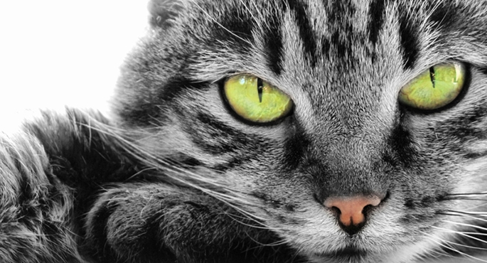 Dyskretna kocia choroba