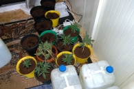 Zlikwidowano plantację marihuany [gallery][mp3]