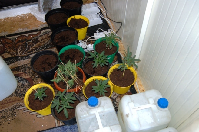 Zlikwidowano plantację marihuany 