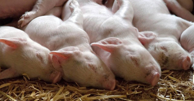 Trudności dla hodowców świń